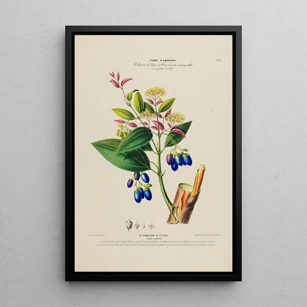 Etienne Denisse - Flore dAmerique dessinee dapres nature sur les lieux Pl191.webp