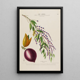 Etienne Denisse - Flore dAmerique dessinee dapres nature sur les lieux Pl196.webp