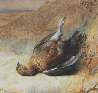 Étude d'un tétras - Archibald Thorburn