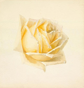 Étude d'une Rose - Paul de Longpré