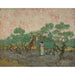 Reprodukcja obrazu Kobiety zbierające oliwki - Vincent van Gogh