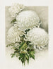 Chryzantemy - Ferdinand Schuyler Mathews — widok dzieła