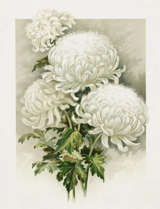 Ferdinand Schuyler Mathews - Chrysanthemums.webp