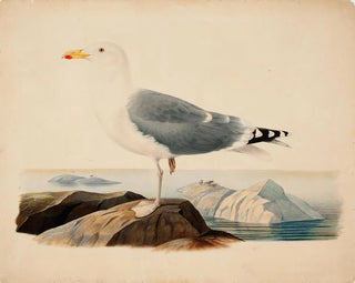 Ferdinand von Wright - European Herring Gull.webp