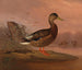 Kaczka krzyżówka - Ferdinand von Wright — widok dzieła