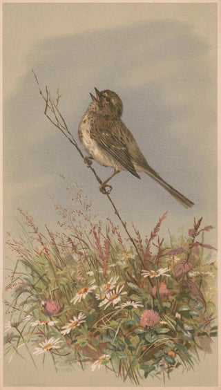 Fidelia Bridges - Bird on a stalk singing.webp