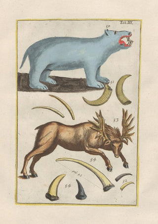 Filippo Buonanni - Rerum naturalium historia nempe quadrupedum Pl03.webp