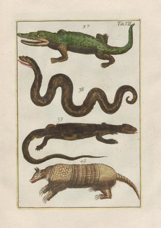 Filippo Buonanni - Rerum naturalium historia nempe quadrupedum Pl07.webp