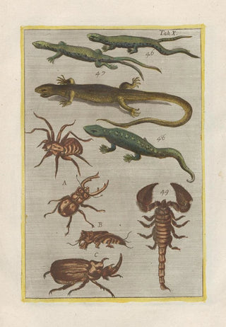 Filippo Buonanni - Rerum naturalium historia nempe quadrupedum Pl10.webp