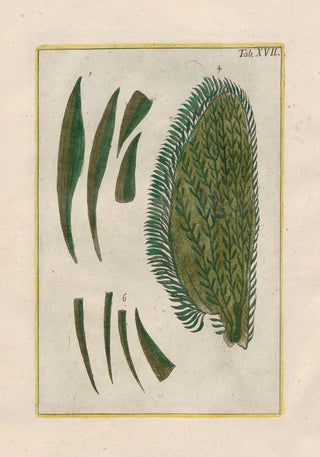 Filippo Buonanni - Rerum naturalium historia nempe quadrupedum Pl17.webp