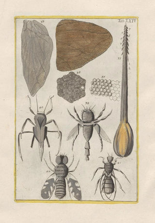 Filippo Buonanni - Rerum naturalium historia nempe quadrupedum Pl24.webp