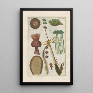 Filippo Buonanni - Rerum naturalium historia nempe quadrupedum Pl27.webp