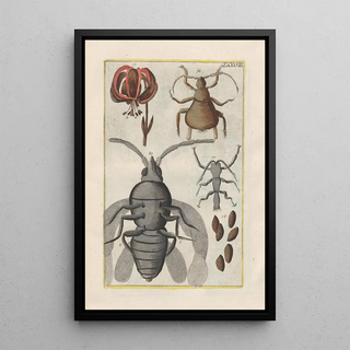 Filippo Buonanni - Rerum naturalium historia nempe quadrupedum Pl28.webp