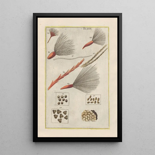 Filippo Buonanni - Rerum naturalium historia nempe quadrupedum Pl30.webp