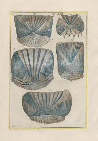 Filippo Buonanni - Rerum naturalium historia nempe quadrupedum Pl33.webp