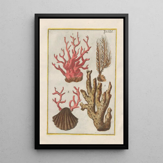 Filippo Buonanni - Rerum naturalium historia nempe quadrupedum Pl41.webp