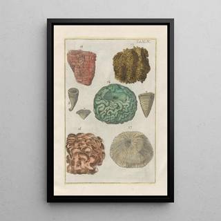 Filippo Buonanni - Rerum naturalium historia nempe quadrupedum Pl44.webp