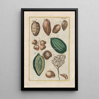 Filippo Buonanni - Rerum naturalium historia nempe quadrupedum Pl46.webp