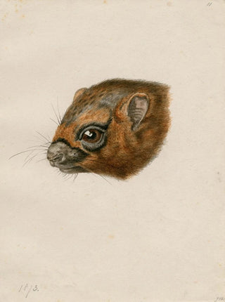Floris Verster - Head of a polecat.webp