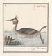 Foulque Podiceps cristatus Duijkhoender colijmbus major grèbe cornu - Anselmus Botius de Boodt — widok dzieła