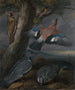 Geai, Pic vert, Pigeons et Rougequeue Krajobraz z Pic vert, Geai, Dwi Pigeons, Rougequeue, Jaszczurka i dwie Żaby - Francis Barlow — widok dzieła