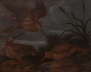 Bécasse au crépuscule - Francis Barlow — widok dzieła
