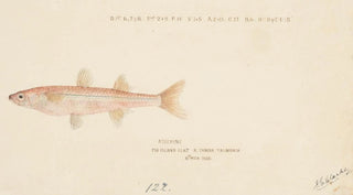 Frank Edward Clarke - Athennidae Tas.webp