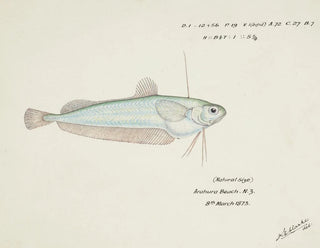 Auchenocéros punctatus NZ Ahuru - Frank Edward Clarke — widok dzieła