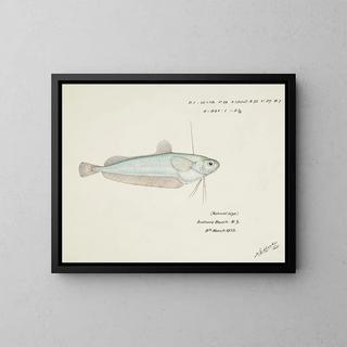 Auchenocéros punctatus NZ Ahuru - Frank Edward Clarke — oprawiony obraz na ścianie