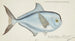 Brama brama NZ Ray's Bream - Frank Edward Clarke — widok dzieła