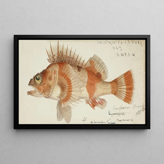 Frank Edward Clarke - Helicolenus percoides NZ Perch.webp