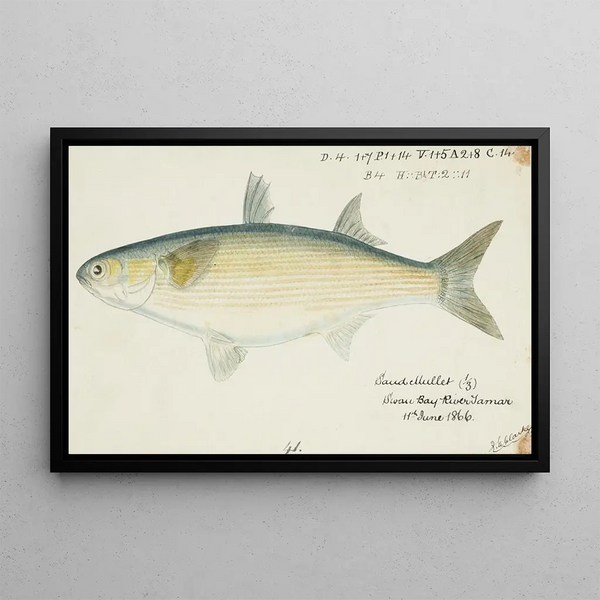 Frank Edward Clarke - Myxus elongatus Tas Sand mullet.webp