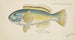 Poisson-perroquet - Frank Edward Clarke — widok dzieła