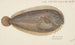 Peltorhamphus novaezeelandiae, płetwa de Nouvelle-Zélande - Frank Edward Clarke — widok dzieła