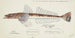 Platycephalus sp. Tas Flathead - Frank Edward Clarke — widok dzieła