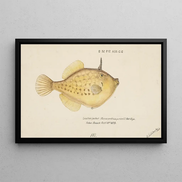 Pseudomonacanthus peroni - Frank Edward Clarke — oprawiony obraz na ścianie