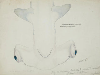 Frank Edward Clarke - Sphyrna zygaena NZ  Hammerhead shark head ventral aspect.webp