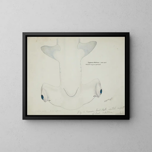 Tête de requin marteau (Sphyrna zygaena) vue ventrale - Frank Edward Clarke — oprawiony obraz na ścianie