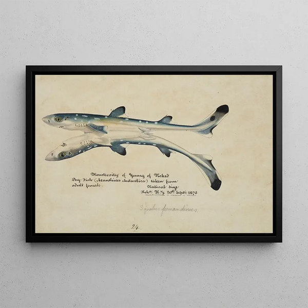 Frank Edward Clarke - Squalus acanthias Siamese twins Spotted spiny dogfish.webp