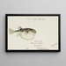 Tetraodon gillbanksii Clarke - Frank Edward Clarke — oprawiony obraz na ścianie
