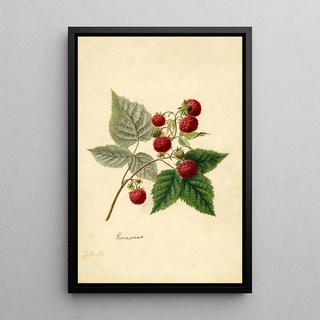 Frank Muller - Rubus Rancocas.webp