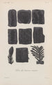 Traité de botanique générale Pl003 - François Hérincq — widok dzieła