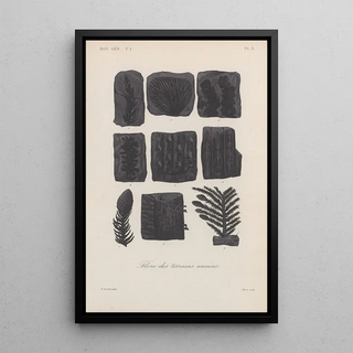 Franois Hrincq - Traite de botanique generale Pl003.webp