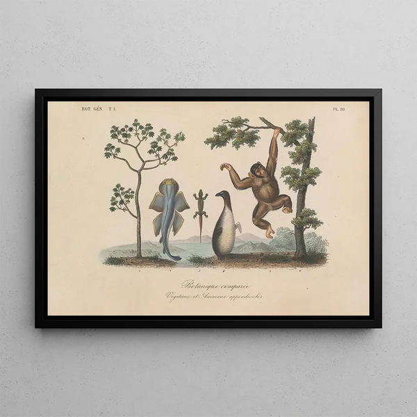 Franois Hrincq - Traite de botanique generale Pl010.webp
