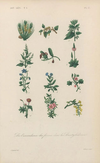 Franois Hrincq - Traite de botanique generale Pl017.webp