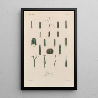 Franois Hrincq - Traite de botanique generale Pl024.webp