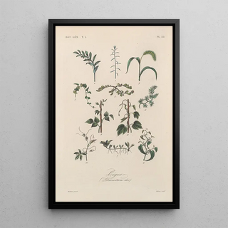 Franois Hrincq - Traite de botanique generale Pl025.webp