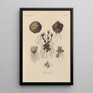 Franois Hrincq - Traite de botanique generale Pl028.webp