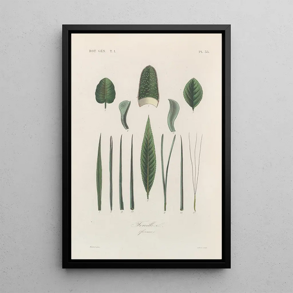 Franois Hrincq - Traite de botanique generale Pl036.webp