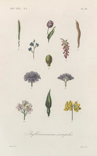 Franois Hrincq - Traite de botanique generale Pl049.webp
